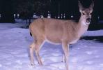 Deer in the Snow, AMAV01P08_15B