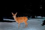 Deer in the Snow, AMAV01P08_18.4100