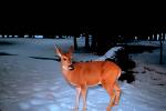 Deer in the Snow, AMAV01P08_19.4100