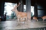 Deer Park, Miyajima
