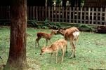 Deer Park, Miyajima, AMAV01P13_06