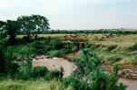 Wildebeest crossing a river, savanna, AMAV01P13_12