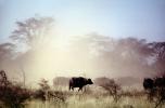 African Buffalo, (Syncerus caffer), African Plains, AMAV01P14_02
