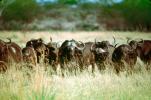 African Buffalo, (Syncerus caffer), African Plains, AMAV01P14_04