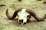 African Buffalo Skull, (Syncerus caffer), African Plains