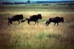 Wildebeest, African Plains, AMAV01P14_10
