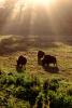 Buffalos Grazing in the Misty Light, Fog, AMAV02P02_02