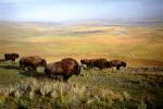 Buffaloes Roam on the Open Range, Yellowstone NP
