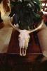 cattle skull, steer, AMAV02P03_13