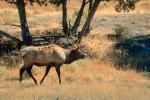 Bull Elk, AMAV02P04_02.4100