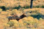 Bull Elk, AMAV02P04_03.4100