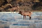 Elk, antlers, Minerva Hot Springs