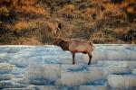 Elk, antlers, Minerva Hot Springs, AMAV02P04_05.4100