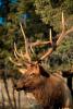 Elk, Antlers, AMAV02P04_08.4100