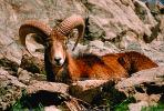 Ram, Mountain Goat, horn, AMAV02P04_17B.1711