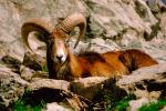 Ram, Mountain Goat, horn, AMAV02P04_17B