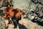 Ram, Mountain Goat, horn, AMAV02P04_18.1711