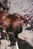 Ram, Mountain Goat, horn, AMAV02P04_18B