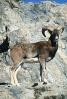 Ram, Mountain Goat, horn, AMAV02P05_01B