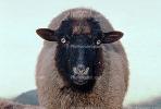 Sheep, AMAV02P05_02.1711