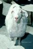 Goat, AMAV02P05_06B