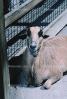Goat, AMAV02P05_07