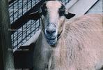 Goat, AMAV02P05_07B