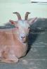 Goat, horns, AMAV02P05_09.1711