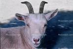 Goat, horns, AMAV02P05_09B
