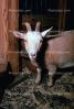 Goat, horns