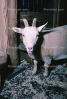 Goat, horns, AMAV02P05_15