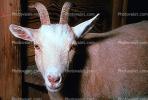 Goat, horns, AMAV02P05_15B.1711