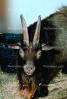 Goat, horns, AMAV02P05_16.1711