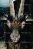 Goat, horns, AMAV02P05_16B.1711