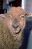 Sheep, Wool, Eyes