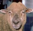 Sheep, AMAV02P05_19B