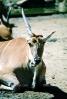 Common eland, (Taurotragus oryx), Bovidae, Bovinae, antelope, horn, AMAV02P06_01