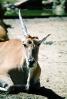 Common eland, (Taurotragus oryx), Bovidae, Bovinae, antelope, horn, AMAV02P06_02