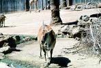 Common eland, (Taurotragus oryx), Bovidae, Bovinae, antelope, horn, AMAV02P06_03