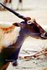 Common eland, (Taurotragus oryx), Bovidae, Bovinae, antelope, horn, AMAV02P06_04
