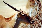 Common eland, (Taurotragus oryx), Bovidae, Bovinae, antelope, horn, AMAV02P06_06.1711