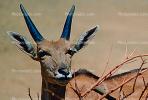 Common eland, (Taurotragus oryx), Bovidae, Bovinae, antelope, horn, AMAV02P06_10B.1711