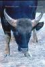 Gaur, Indian bison, (Bos gaurus), Bovidae, Bovinae, endangered species