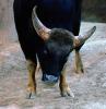 Gaur, Indian bison, (Bos gaurus), Bovidae, Bovinae, endangered species, AMAV02P07_15