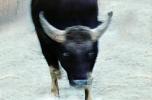 Gaur, Indian bison, (Bos gaurus), Bovidae, Bovinae, endangered species, AMAV02P07_16