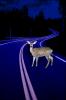 Deer Caught in the Headlights, AMAV02P08_04
