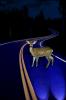 Deer Caught in the Headlights, AMAV02P08_05