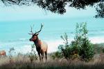 Elk, the Lost Coast, Humbolt County, AMAV02P08_08.4100