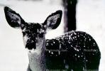 Deer, Doe, Snow, ice, cold