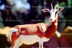 Mhorr's Gazelle, (Gazella dama mhorr), Bovidae, Antilopinae, antelope, endangered, Saharan desert of Africa, AMAV02P09_16